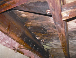 mold and rot in a Ames crawl space